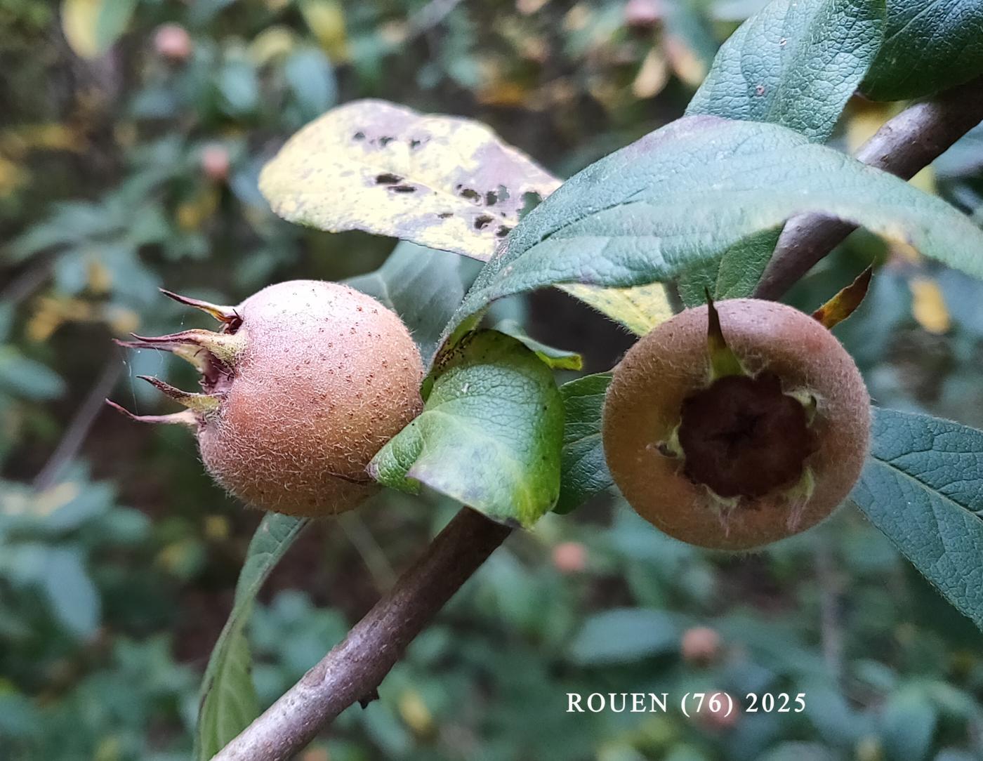 Medlar fruit
